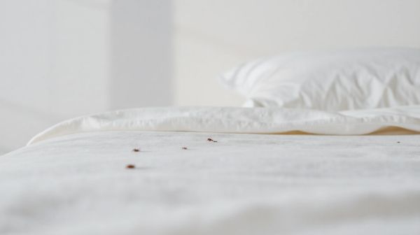 Top solutions pour se débarrasser rapidement des punaises de lit